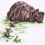 N̓səl̓xčin̓ 1 - N̓səl̓xčin̓ Stories for Beginners, second edition. - Story 12 - Mouse & Grizzly 2 thumbnail