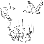 N̓səl̓xčin̓ 2 - Čaptíkʷł 2: N̓səl̓xčin̓ Stories for Intermediate Learners, - Story 2 - Coyote & the Swans thumbnail