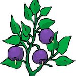 N̓səl̓xčin̓ 1 - A Beginning Course in Colville-Okanagan Salish, second edition - Lesson 38 - Plants thumbnail