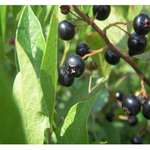 Halq'eméylem 1 - Halq'eméylem for Beginners - Lesson 38 - Plants thumbnail