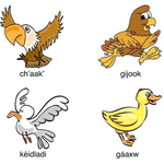 Lingít 1 - A Beginning Course in Lingít - Lesson 26 - Birds thumbnail